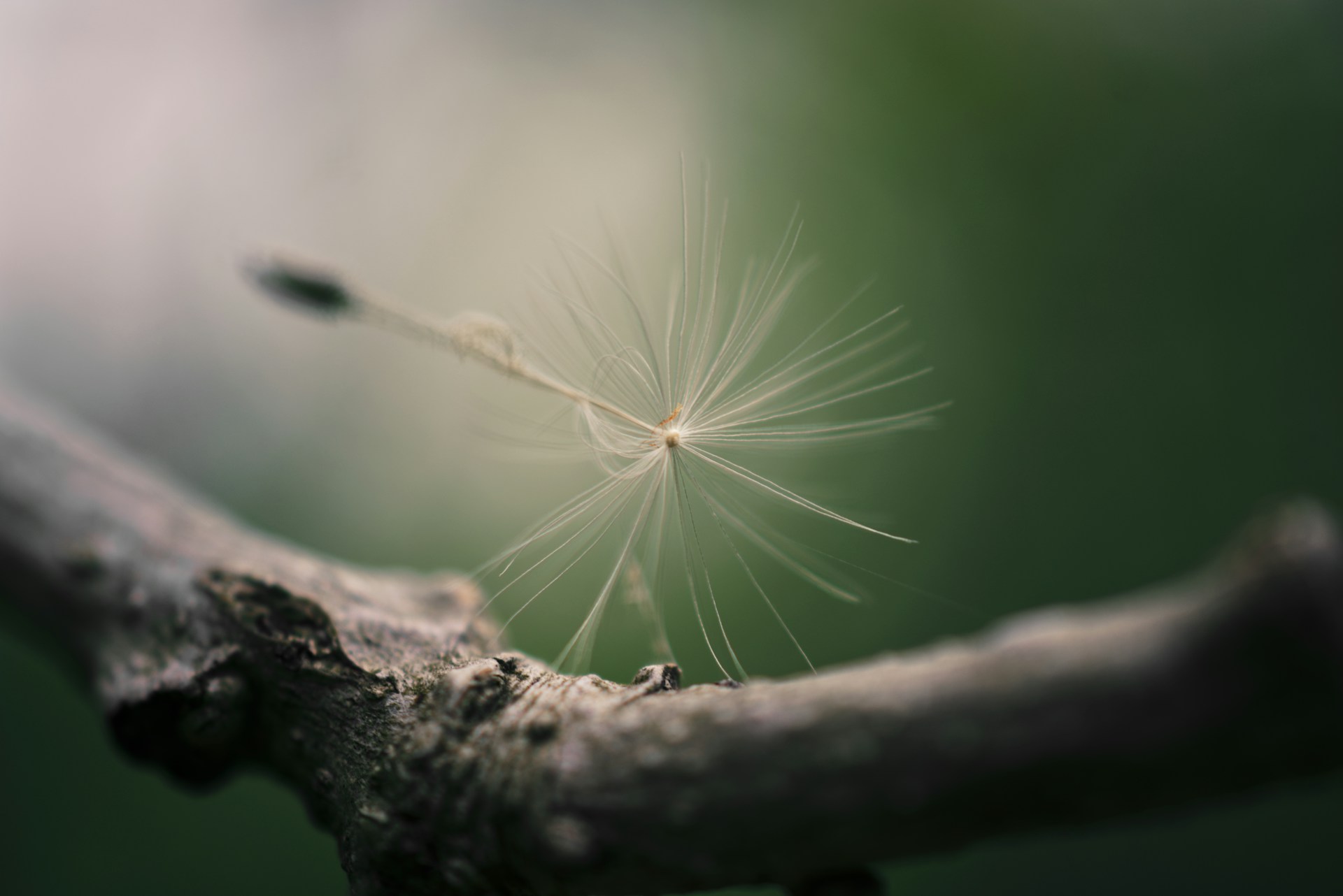 Toward a Conscious, Biointelligent, and Harmonious Civilization Foundations, Goals